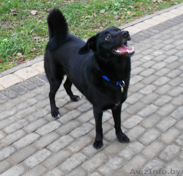 Преданный, ласковый и веселый друг в дар! - Изображение #3, Объявление #993794