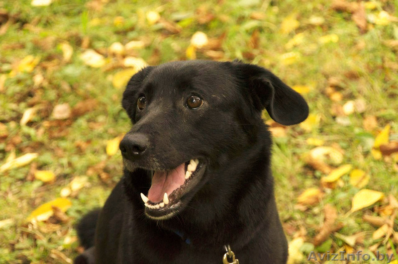 Преданный, ласковый и веселый друг в дар! - Изображение #6, Объявление #993794