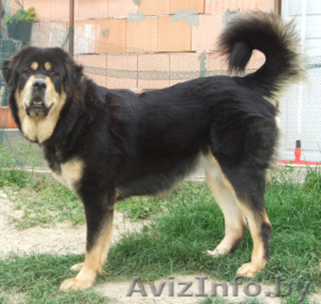 Тибетский мастиф щенки с  родословной  2013/2014 - Изображение #4, Объявление #997630