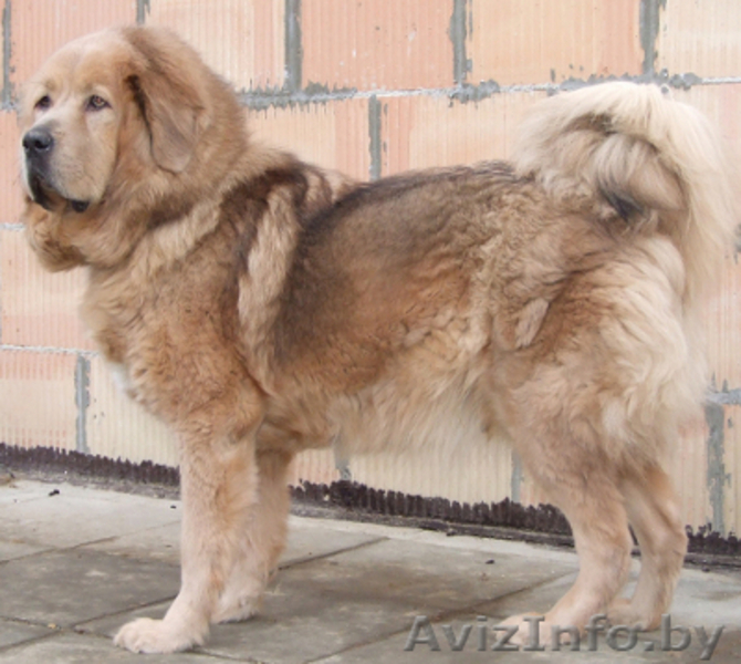 Тибетский мастиф щенки с  родословной  2013/2014 - Изображение #6, Объявление #997630