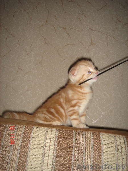 Вислоушки от папы Большого Международного чемпиона - Изображение #4, Объявление #992947