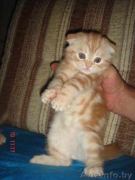 Вислоушки от папы Большого Международного чемпиона - Изображение #6, Объявление #992947