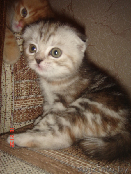 Вислоушки от папы Большого Международного чемпиона - Изображение #2, Объявление #992947