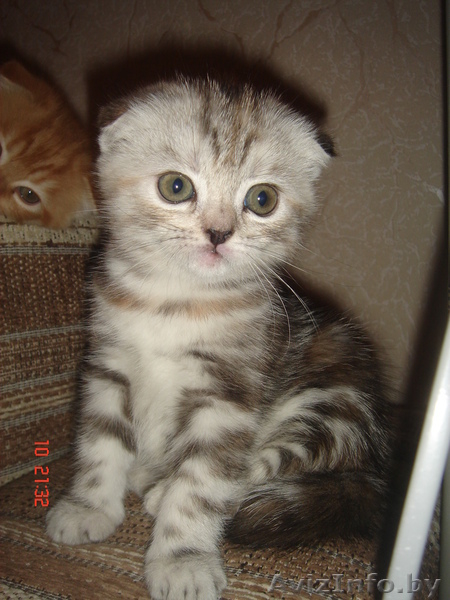 Вислоушки от папы Большого Международного чемпиона - Изображение #1, Объявление #992947