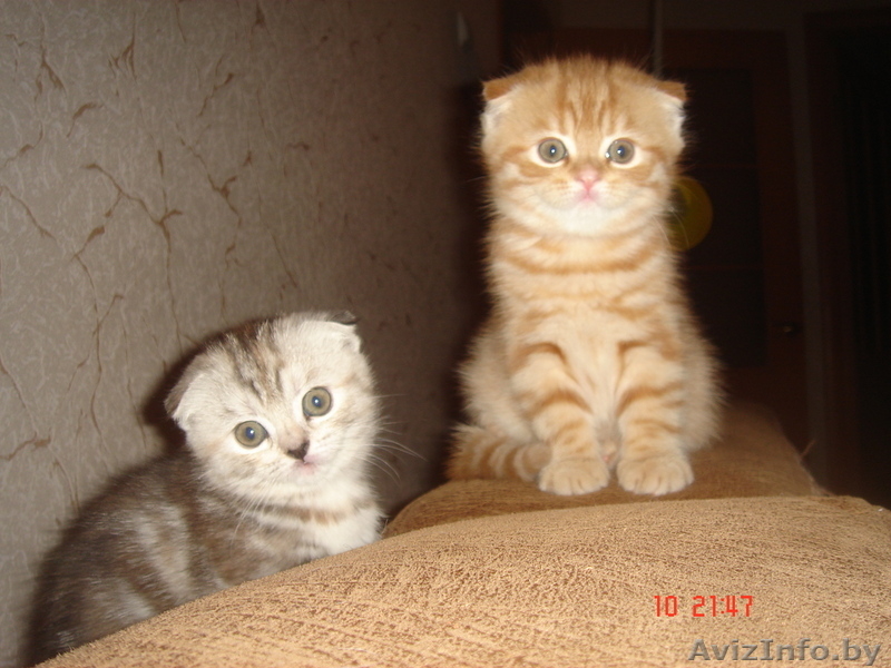 Вислоушки от папы Большого Международного чемпиона - Изображение #3, Объявление #992947