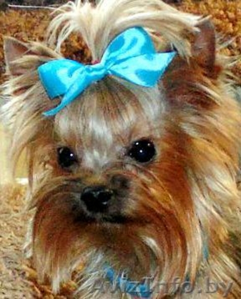 Йоркширский мини терьер 1400гр приглашает на вязку - Изображение #3, Объявление #993509