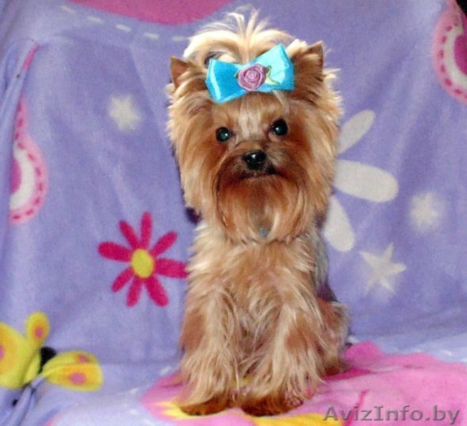 Йоркширский мини терьер 1400гр приглашает на вязку - Изображение #7, Объявление #993509