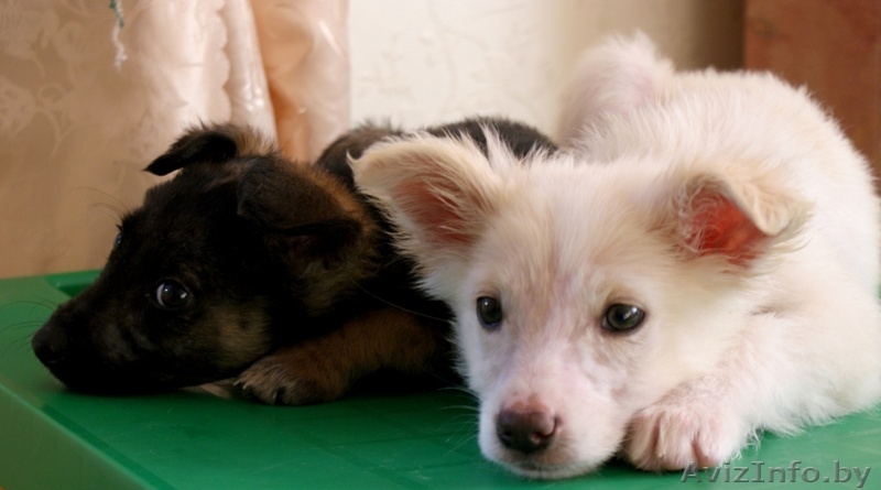 Очаровательная девочка-щенок - Изображение #3, Объявление #985996