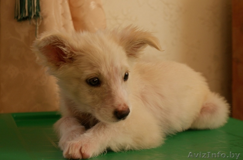 Очаровательная девочка-щенок - Изображение #2, Объявление #985996