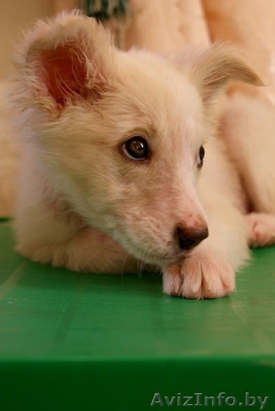 Очаровательная девочка-щенок - Изображение #1, Объявление #985996