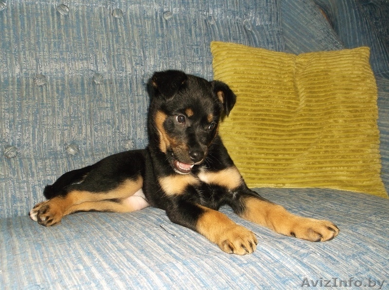 Очаровательная щенулька в дар - Изображение #2, Объявление #996085