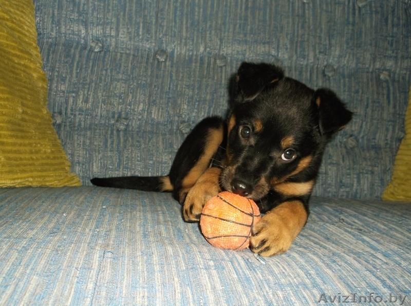 Очаровательная щенулька в дар - Изображение #3, Объявление #996085