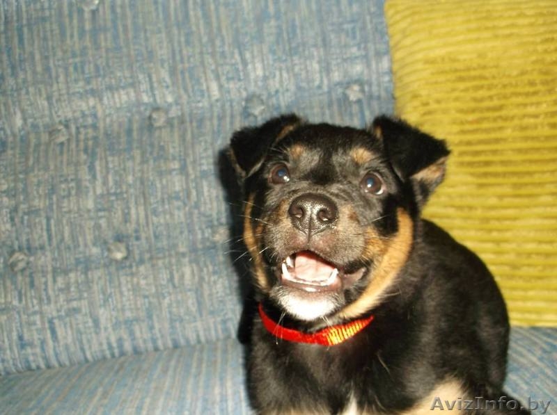 Очаровательная щенулька в дар - Изображение #4, Объявление #996085