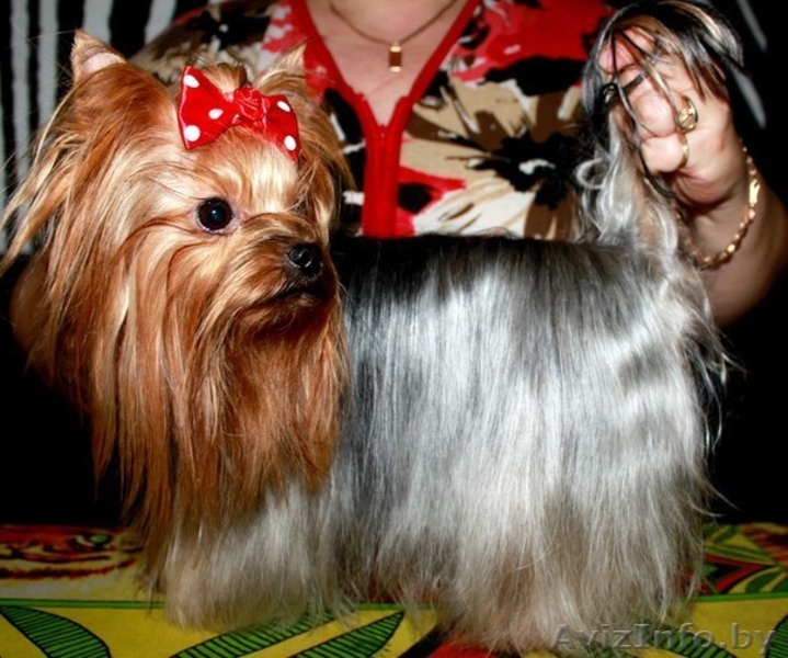 вязка йорочек терьеров - Изображение #2, Объявление #998534