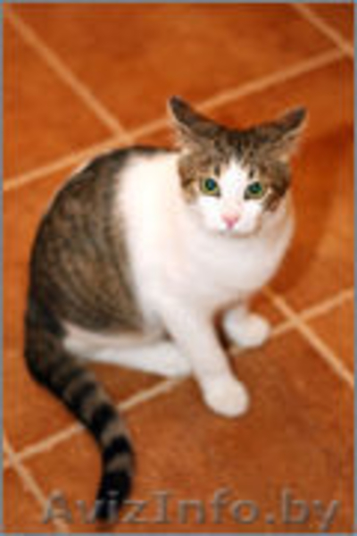 Отдам в хорошие руки очаровательного котёнка - Изображение #4, Объявление #1001066