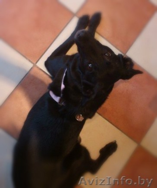 Преданный, ласковый и веселый друг в дар! - Изображение #4, Объявление #993794