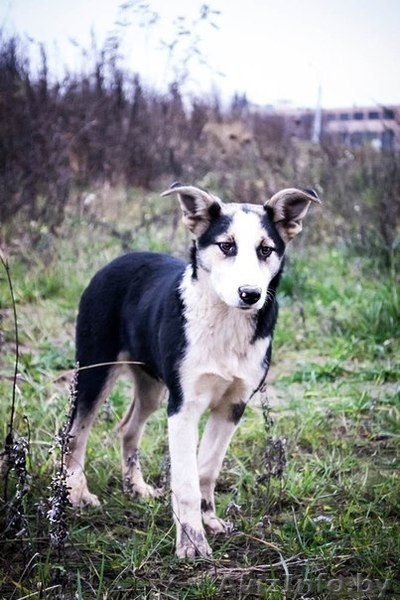Подростки для ОХРАНЫ для жизни в деревне или частном секторе В ДАР! - Изображение #6, Объявление #997299