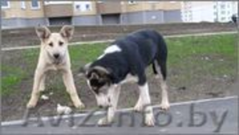 Роби и Тоби, собаки - подростки ищут дом - Изображение #4, Объявление #988825