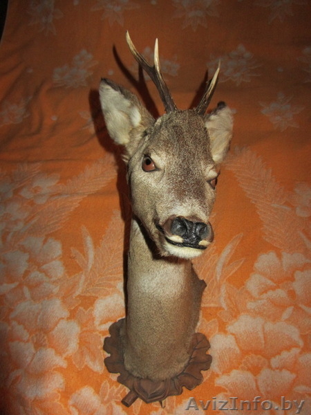 чучело головы дикого кабана и касули - Изображение #1, Объявление #986612