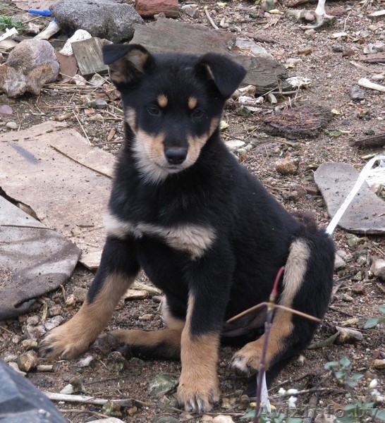 Щенки-метисы. 3 месяца. В добрые руки. - Изображение #2, Объявление #986333