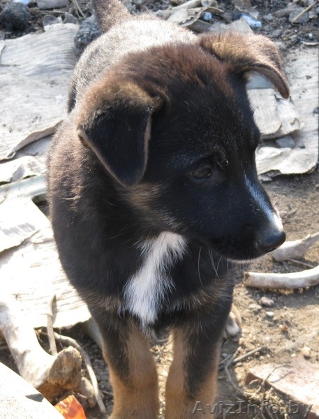 Щенки-метисы. 3 месяца. В добрые руки. - Изображение #3, Объявление #986333