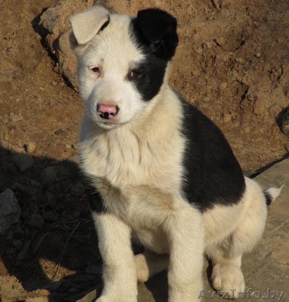Щенки-метисы. 3 месяца. В добрые руки. - Изображение #1, Объявление #986333
