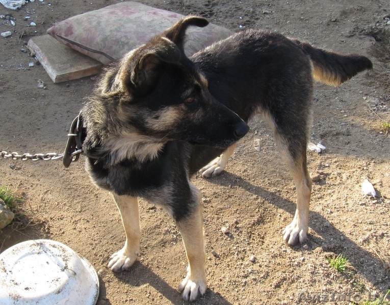 Щенки-метисы. 3 месяца. В добрые руки. - Изображение #4, Объявление #986333