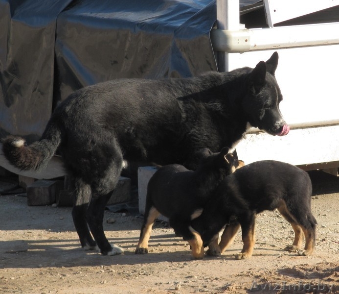 Щенки-метисы. 3 месяца. В добрые руки. - Изображение #6, Объявление #986333