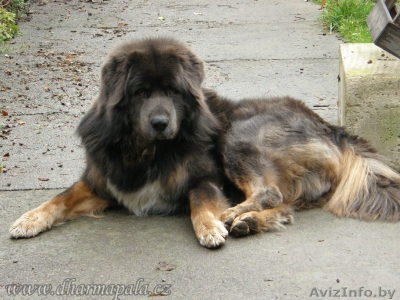 Тибетский мастиф щенки с  родословной  2013/2014 - Изображение #7, Объявление #997630