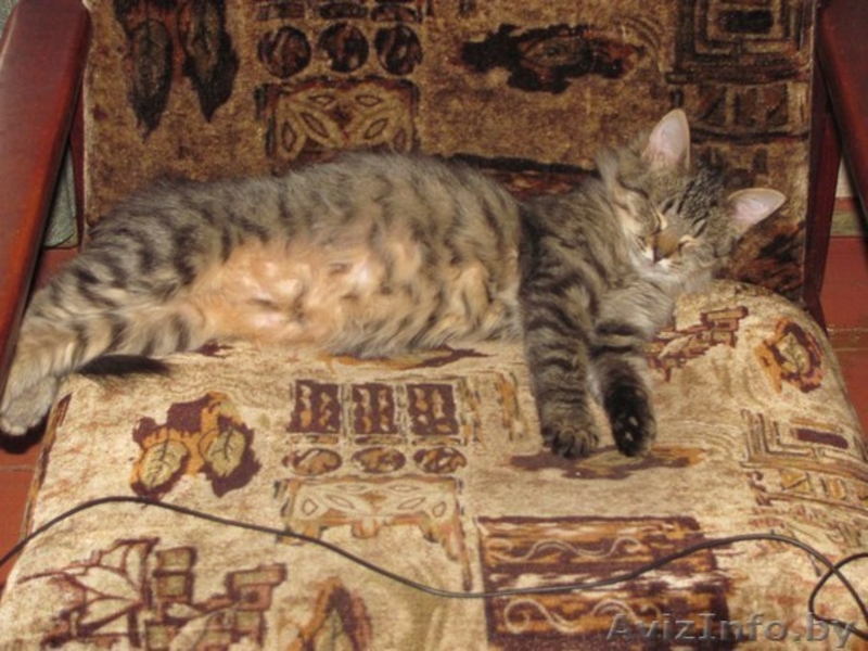 Алиса, кошечка-подросток в дар - Изображение #2, Объявление #987408