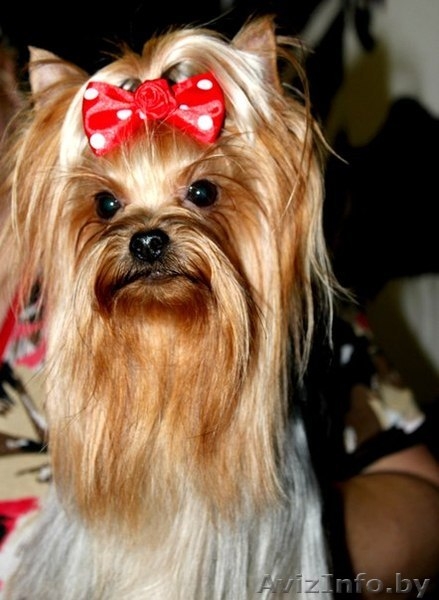 вязка йорочек терьеров - Изображение #3, Объявление #998534