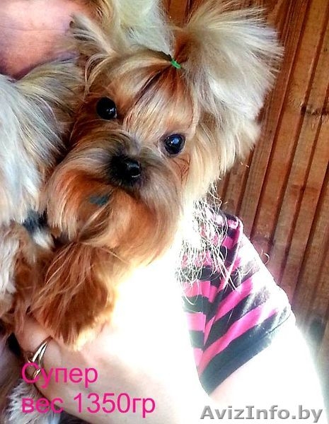 Вязка йоркширского терьера супер мини 1400гр - Изображение #8, Объявление #986141
