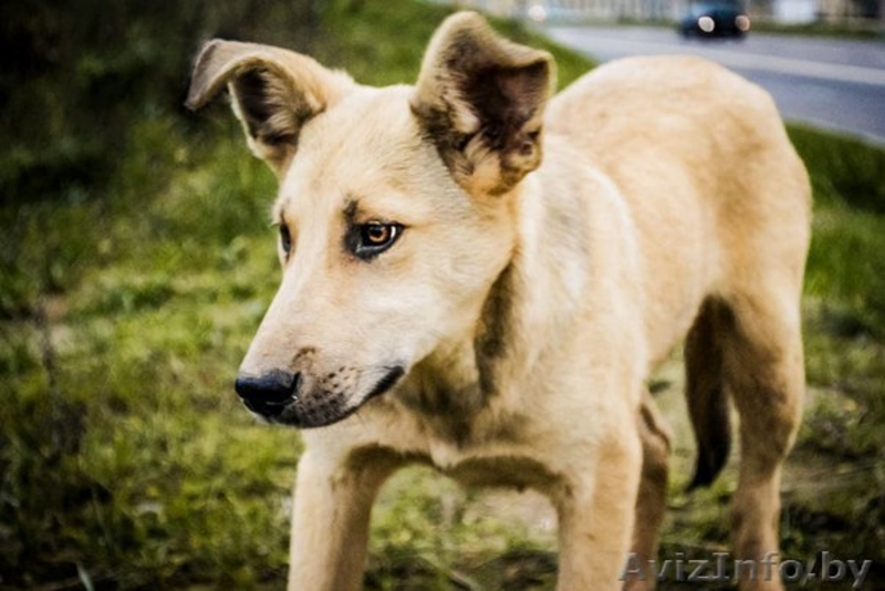 Подростки для ОХРАНЫ для жизни в деревне или частном секторе В ДАР! - Изображение #4, Объявление #997299