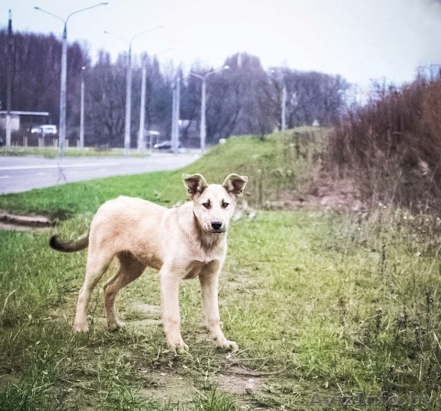 Подростки для ОХРАНЫ для жизни в деревне или частном секторе В ДАР! - Изображение #5, Объявление #997299