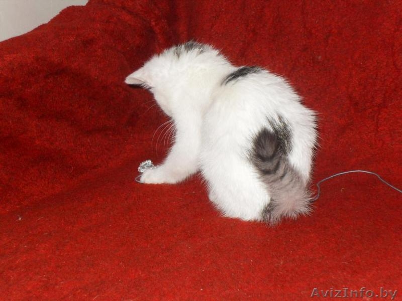 Маленькое чудо ищет заботливых хозяев - Изображение #3, Объявление #986960