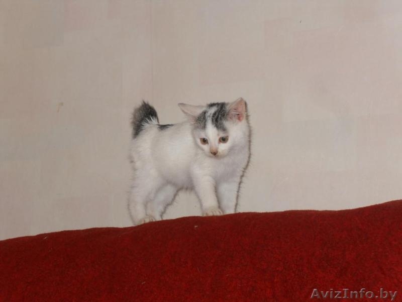 Маленькое чудо ищет заботливых хозяев - Изображение #4, Объявление #986960