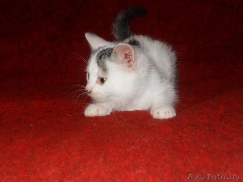 Маленькое чудо ищет заботливых хозяев - Изображение #2, Объявление #986960