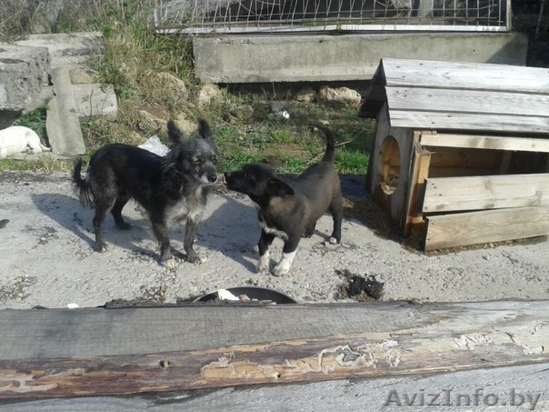 Черырехмесячные щенки мелких родителей в дар - Изображение #3, Объявление #992282