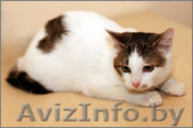 Отдам в хорошие руки очаровательную кошечку - Изображение #3, Объявление #1001067