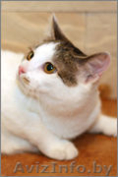 Отдам в хорошие руки очаровательную кошечку - Изображение #2, Объявление #1001067