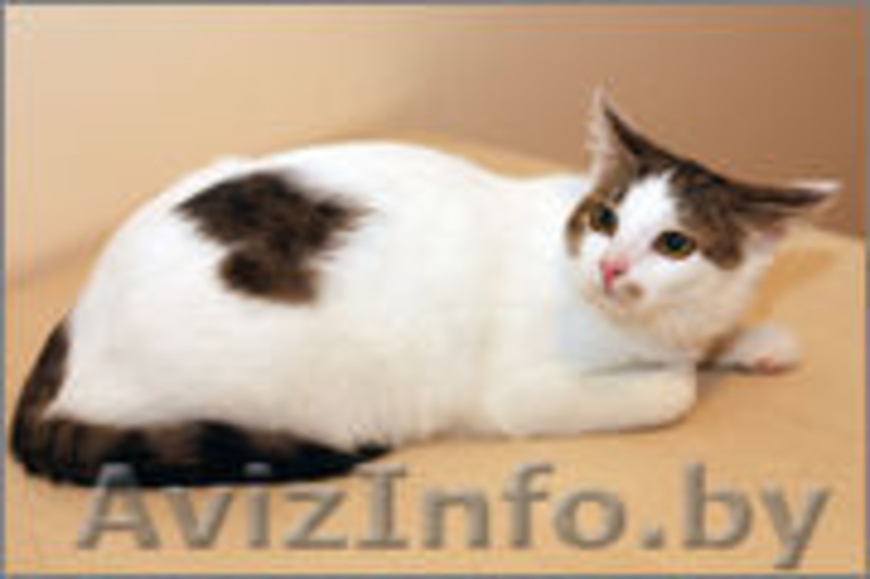 Отдам в хорошие руки очаровательную кошечку - Изображение #4, Объявление #1001067