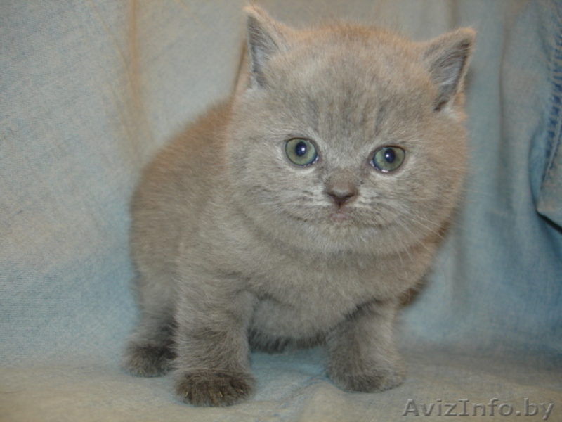 Шотландские Вислоухие котята-окрас-Полосатое чудо \"Вискас\",Голубой,Чёрный. - Изображение #3, Объявление #985916