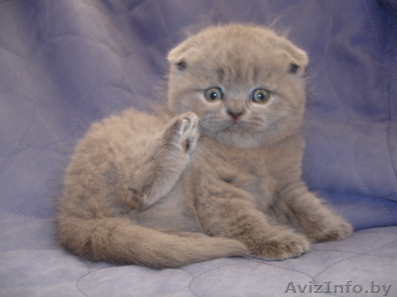 Шотландские Вислоухие котята-окрас-Полосатое чудо \"Вискас\",Голубой,Чёрный. - Изображение #2, Объявление #985916