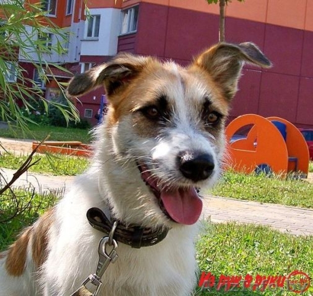 Элеонора ищет новый дом - Изображение #1, Объявление #1001507