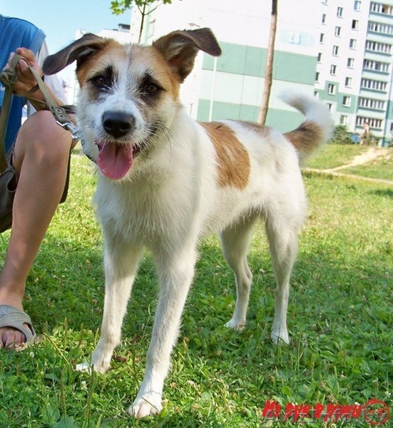 Элеонора ищет новый дом - Изображение #2, Объявление #1001507