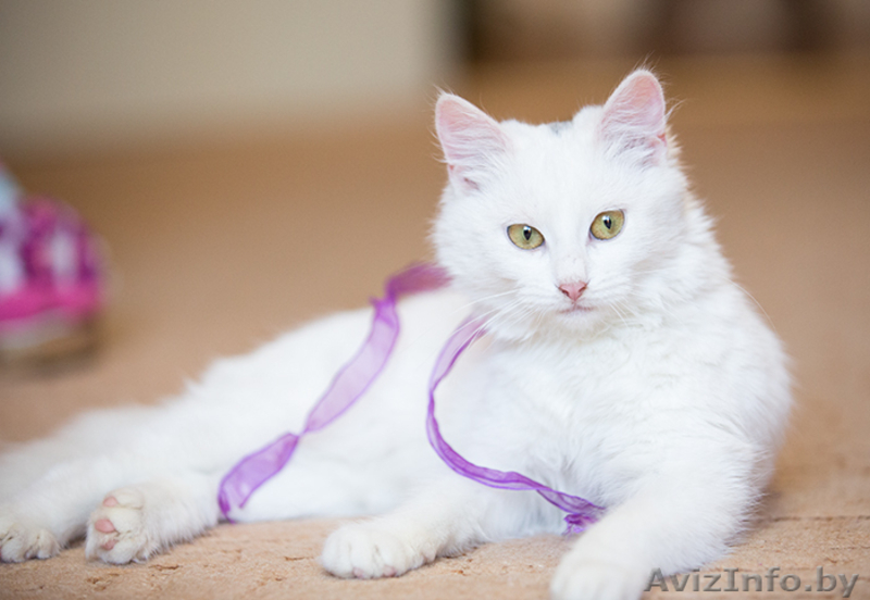 Кошка белая ангорка в дар 5 мес - Изображение #1, Объявление #1007605