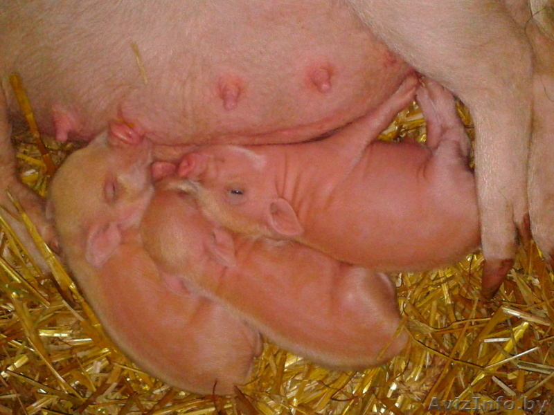 мини-пиги(карликовые поросята)абрикосового окраса продаю - Изображение #4, Объявление #1003113