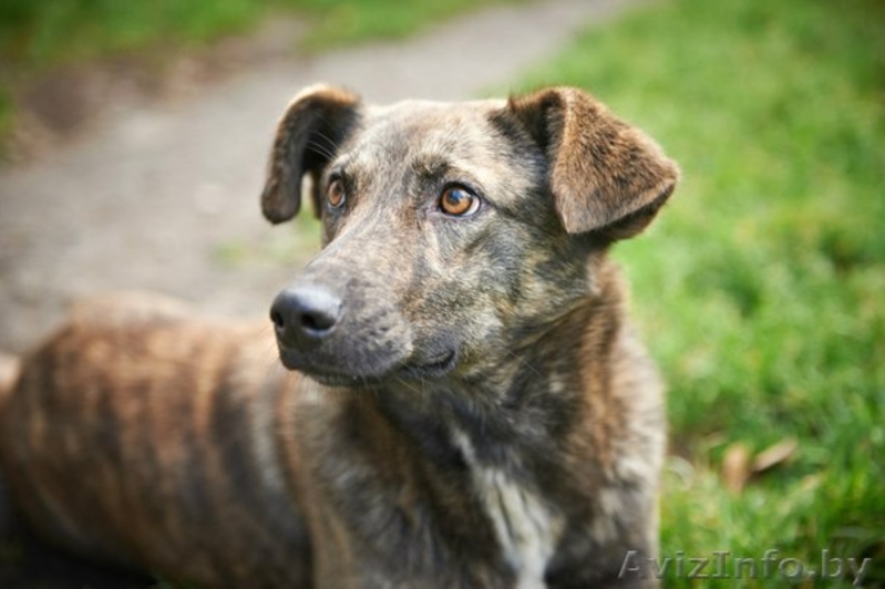 В дар!Тэбби очень хочет найти любящий и заботливый дом! - Изображение #1, Объявление #1013646