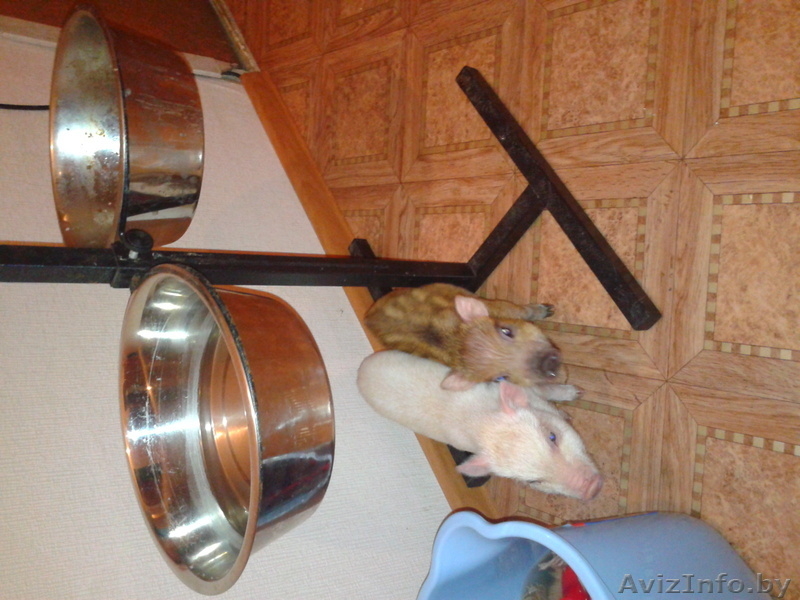 мини-пиги(карликовые поросята)абрикосового окраса продаю - Изображение #6, Объявление #1003113