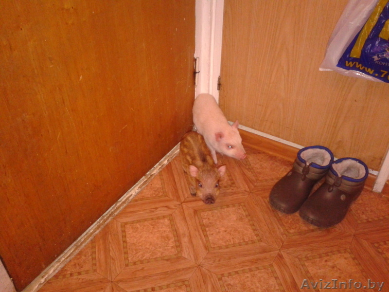 мини-пиги(карликовые поросята)абрикосового окраса продаю - Изображение #5, Объявление #1003113